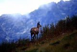 Parc du Mercantour - Chamois et bouquetins
