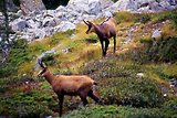 Parc du Mercantour - Chamois et bouquetins
