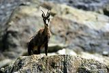 Parc du Mercantour - Chamois et bouquetins