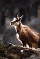 Parc du Mercantour - Chamois et bouquetins