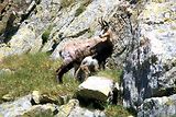 Parc du Mercantour - Chamois et bouquetins