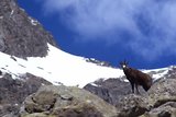 Parc du Mercantour - Chamois et bouquetins