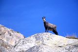Parc du Mercantour - Chamois et bouquetins