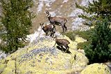 Parc du Mercantour - Chamois et bouquetins