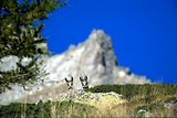 Parc du Mercantour - Chamois et bouquetins