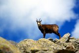 Parc du Mercantour - Chamois et bouquetins