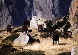 Parc du Mercantour - Chamois et bouquetins