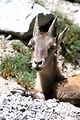 Parc du Mercantour - Chamois et bouquetins