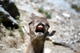 Parc du Mercantour - Chamois et bouquetins