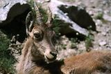 Parc du Mercantour - Chamois et bouquetins