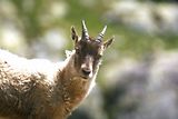 Parc du Mercantour - Chamois et bouquetins