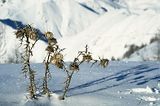 Parc du Mercantour - Paysages