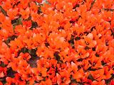 Tulipes  la Torche
