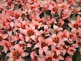 Tulipes  la Torche