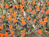 Tulipes  la Torche