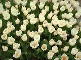 Tulipes  la Torche