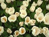 Tulipes  la Torche