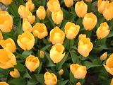 Tulipes  la Torche