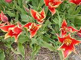 Tulipes  la Torche