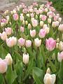 Tulipes  la Torche