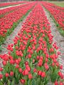 Tulipes  la Torche