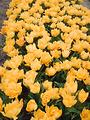 Tulipes  la Torche