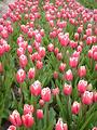 Tulipes  la Torche