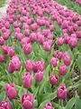 Tulipes  la Torche