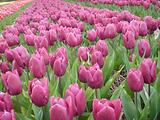 Tulipes  la Torche