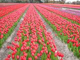 Tulipes  la Torche