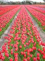 Tulipes  la Torche