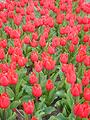 Tulipes  la Torche