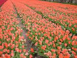 Tulipes  la Torche