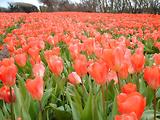 Tulipes  la Torche