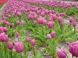 Tulipes  la Torche