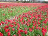 Tulipes  la Torche