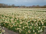 Tulipes  la Torche