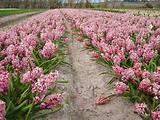 Tulipes  la Torche