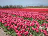 Tulipes  la Torche