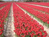 Tulipes  la Torche