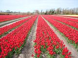 Tulipes  la Torche