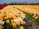 Tulipes  la Torche