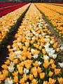Tulipes  la Torche