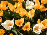 Tulipes  la Torche