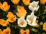 Tulipes  la Torche