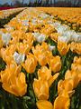 Tulipes  la Torche
