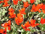 Tulipes  la Torche