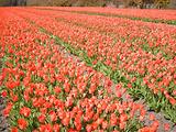 Tulipes  la Torche