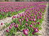 Tulipes  la Torche