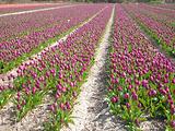 Tulipes  la Torche